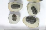 Lot: Assorted Devonian Trilobites - Pieces #92155-1